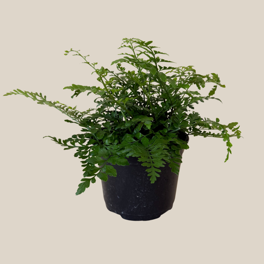 Austral Gem Fern (Doryopteris Cordata) - 6 Inch Indoor Houseplant