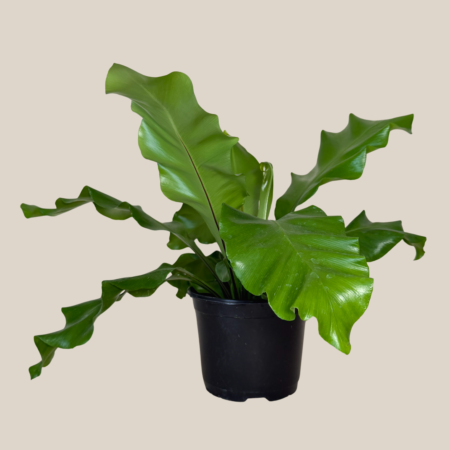 Nidus Bird's Nest Fern (Asplenium Nidus) - 6 Inch Indoor Houseplant