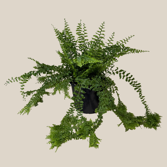 Petticoat Boston Fern (Nephrolepis Exaltata 'Petticoat') - 6 Inch Indoor Houseplant