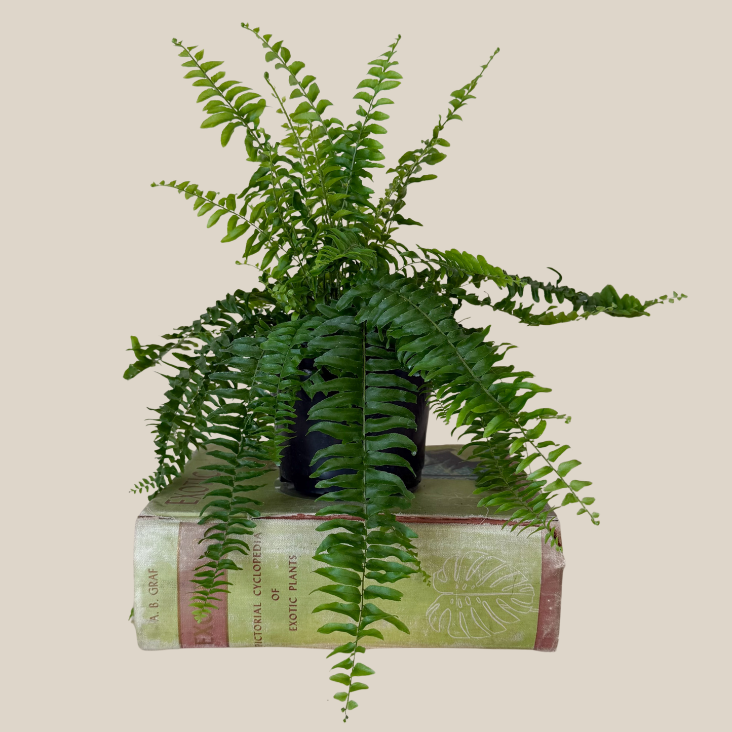 True Boston Fern (Nephrolepis Exaltata) - 6 Inch Indoor Houseplant