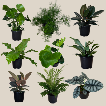 Fern & Foliage Mystery Houseplant 2 Pack - 6 Inch Indoor Houseplants