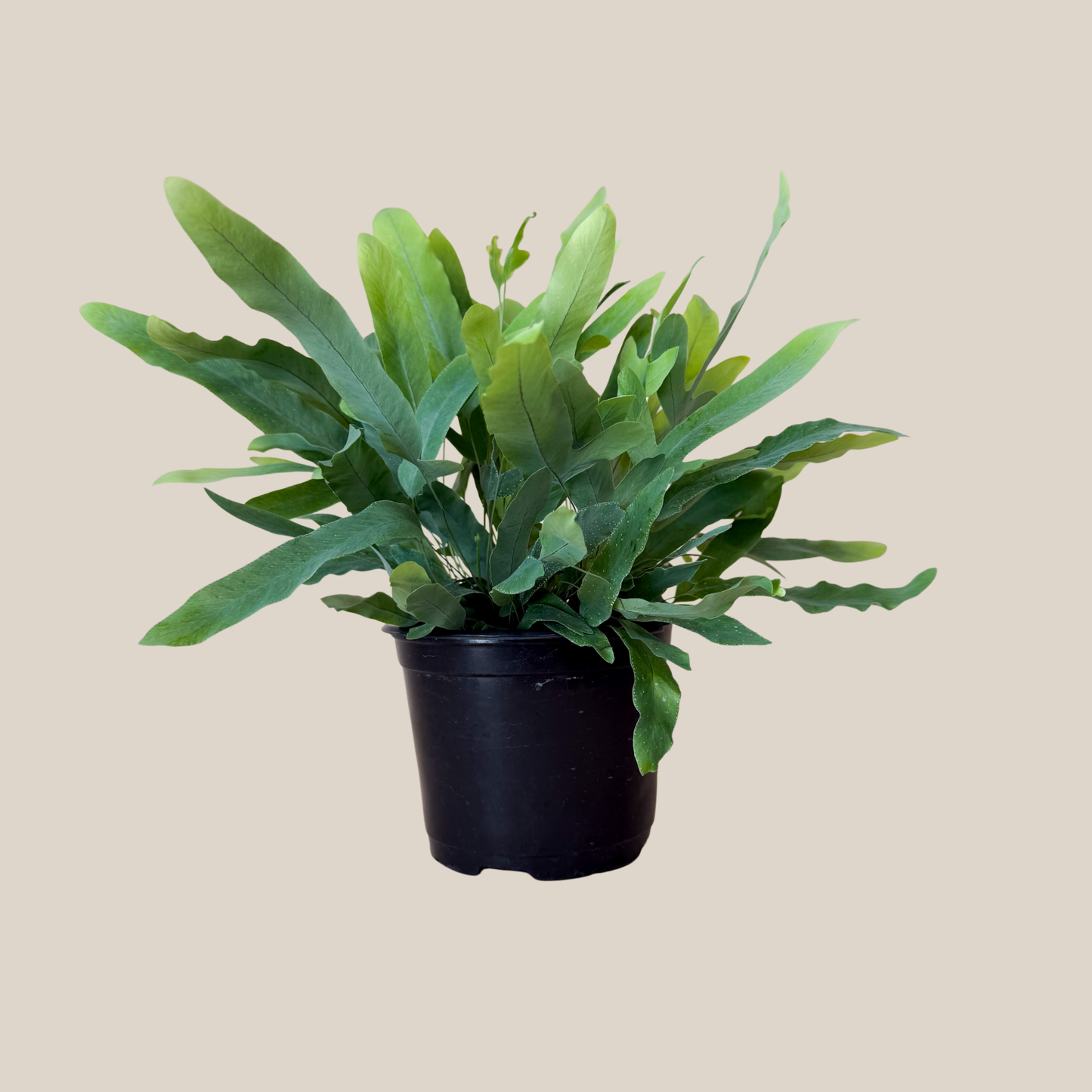 Blue Star Footed Fern (Phlebodium Aureum 'Blue Star) - 6 Inch Indoor Houseplant
