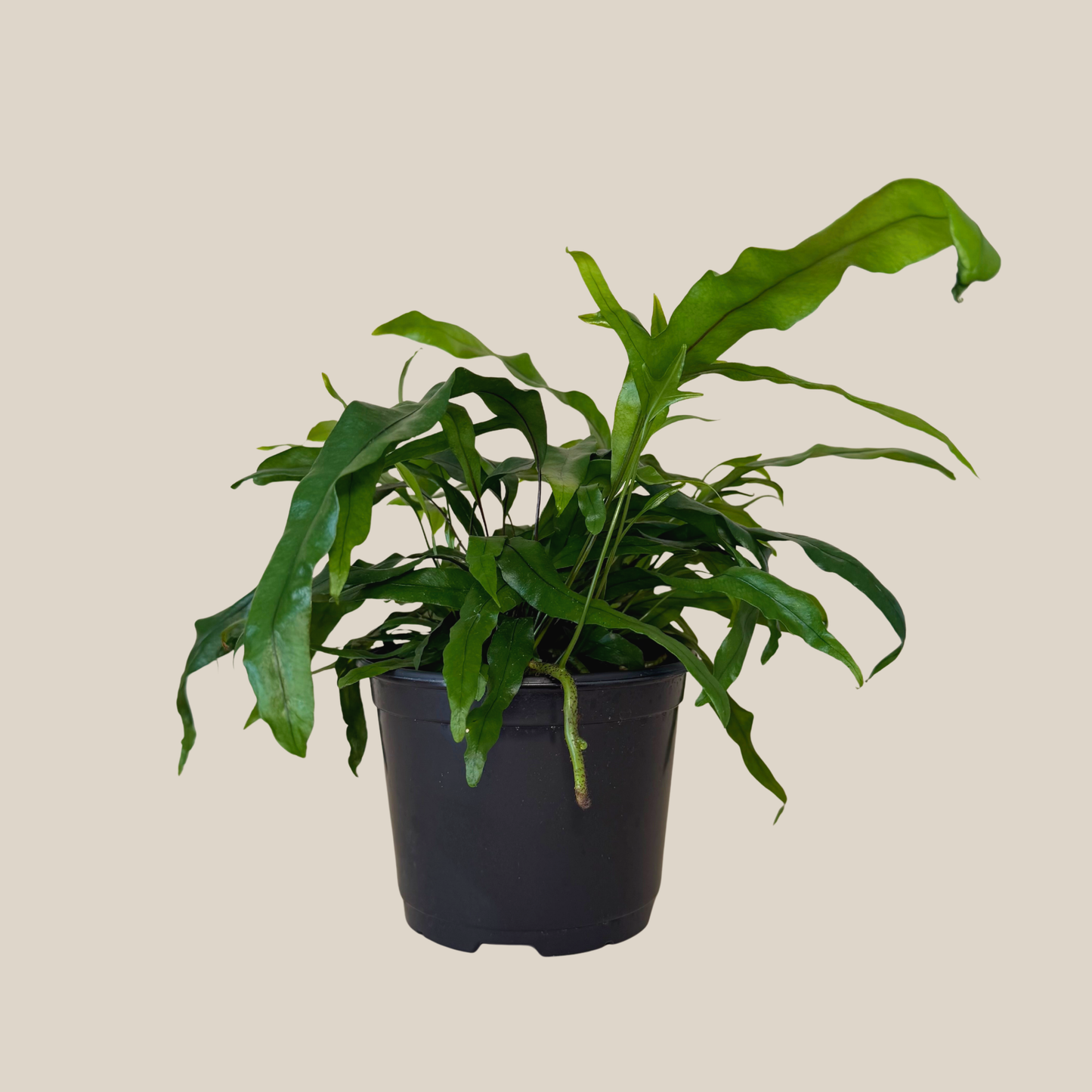 Kangaroo Paw Footed Fern (Phymatosorus Diversifolius) - 6 Inch Indoor Houseplant