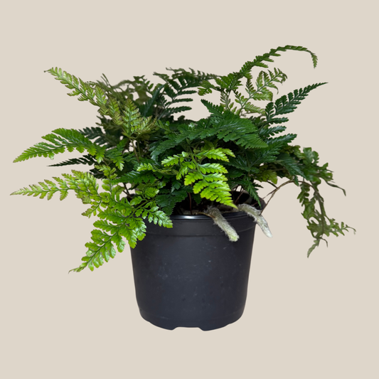 Rabbit Foot Footed Fern (Davallia Fejeensis) - 6 Inch Indoor Houseplant