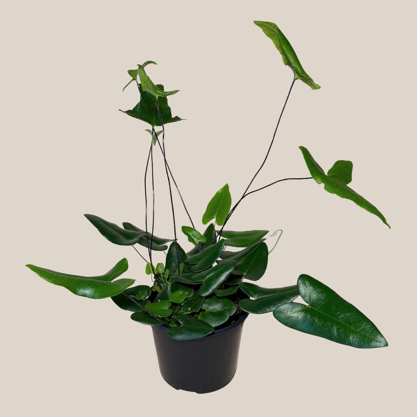 Heart Fern (Hemionitis Arifolia) - 6 Inch Indoor Houseplant