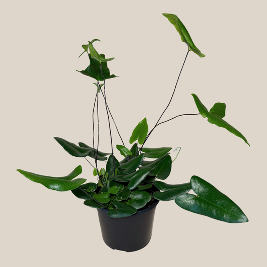 Heart Fern (Hemionitis Arifolia) - 6 Inch Indoor Houseplant