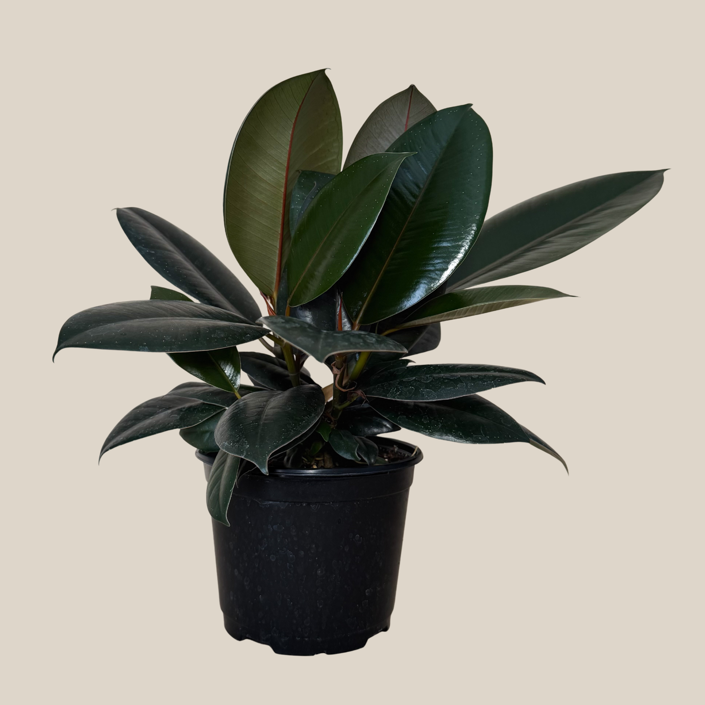 Burgundy Rubber Plant (Ficus Elastica 'Burgundy') - 6 Inch Indoor Houseplant