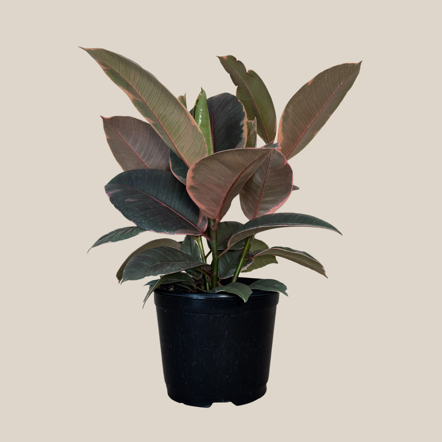 Ruby Rubber Plant (Ficus Elastica 'Ruby') - 6 Inch Indoor Houseplant