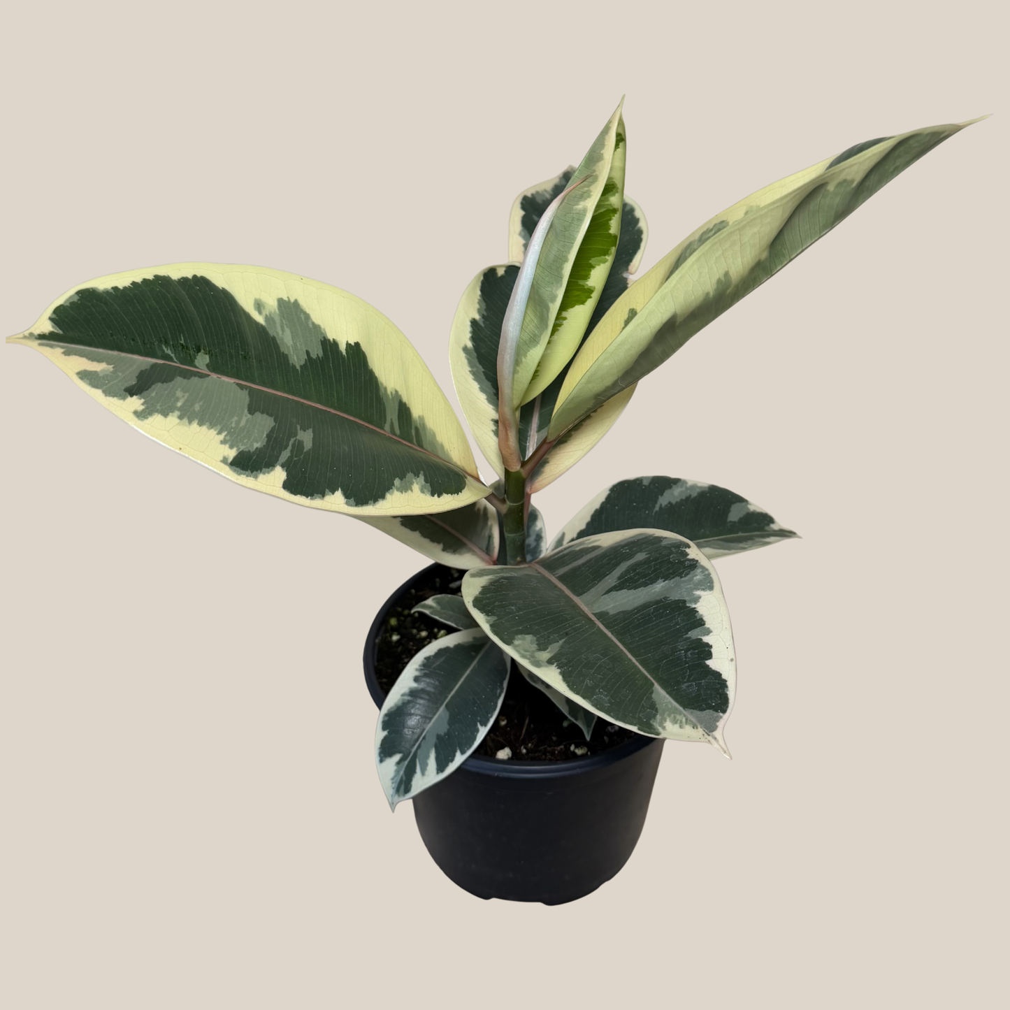 Variegated Rubber Plant (Ficus Elastica 'Tineke') - 6 Inch Indoor Houseplant