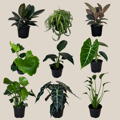 Mystery Foliage 2 Pack - 6 Inch Indoor Houseplants