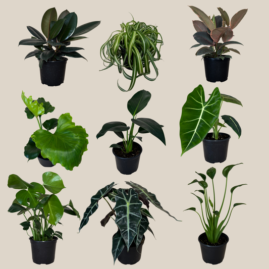 Mystery Foliage 4 Pack - 6 Inch Indoor Houseplants