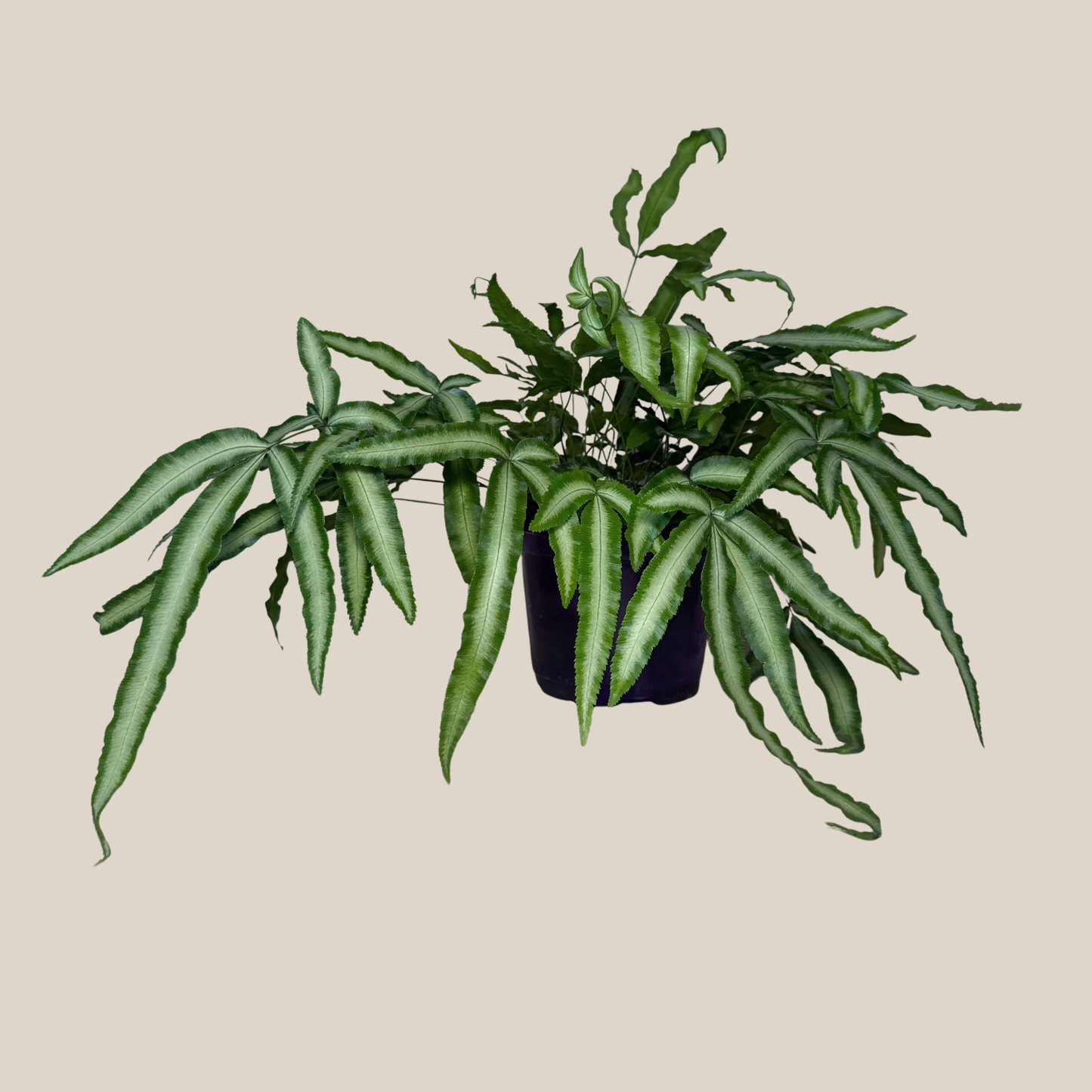 Silver Ribbon Fern (Pteris Cretica 'Albolineata') - 6 Inch Indoor Houseplant