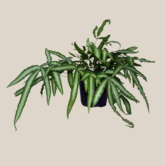 Silver Ribbon Fern (Pteris Cretica 'Albolineata') - 6 Inch Indoor Houseplant