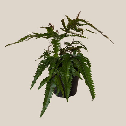 Tri-Color Fern (Pteris Quadriaurita 'Tricolor') - 6 Inch Indoor Houseplant