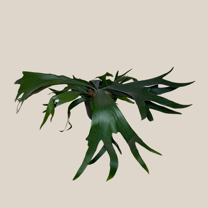 Staghorn Bifurcatum Fern (Platycerium Bifurcatum) - 6 Inch Indoor Houseplant