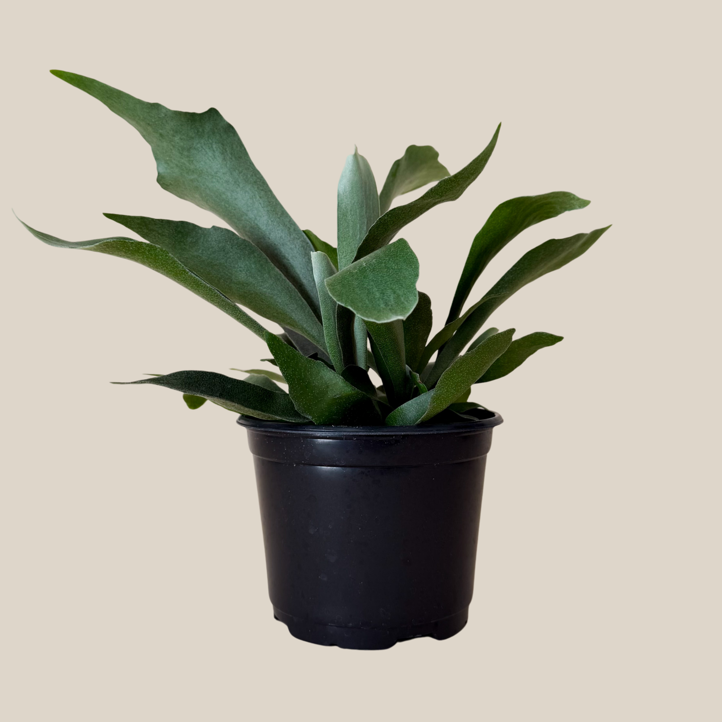 Staghorn Netherlands Fern (Platycerium Bifurcatum 'Netherlands') - 6 Inch Indoor Houseplant