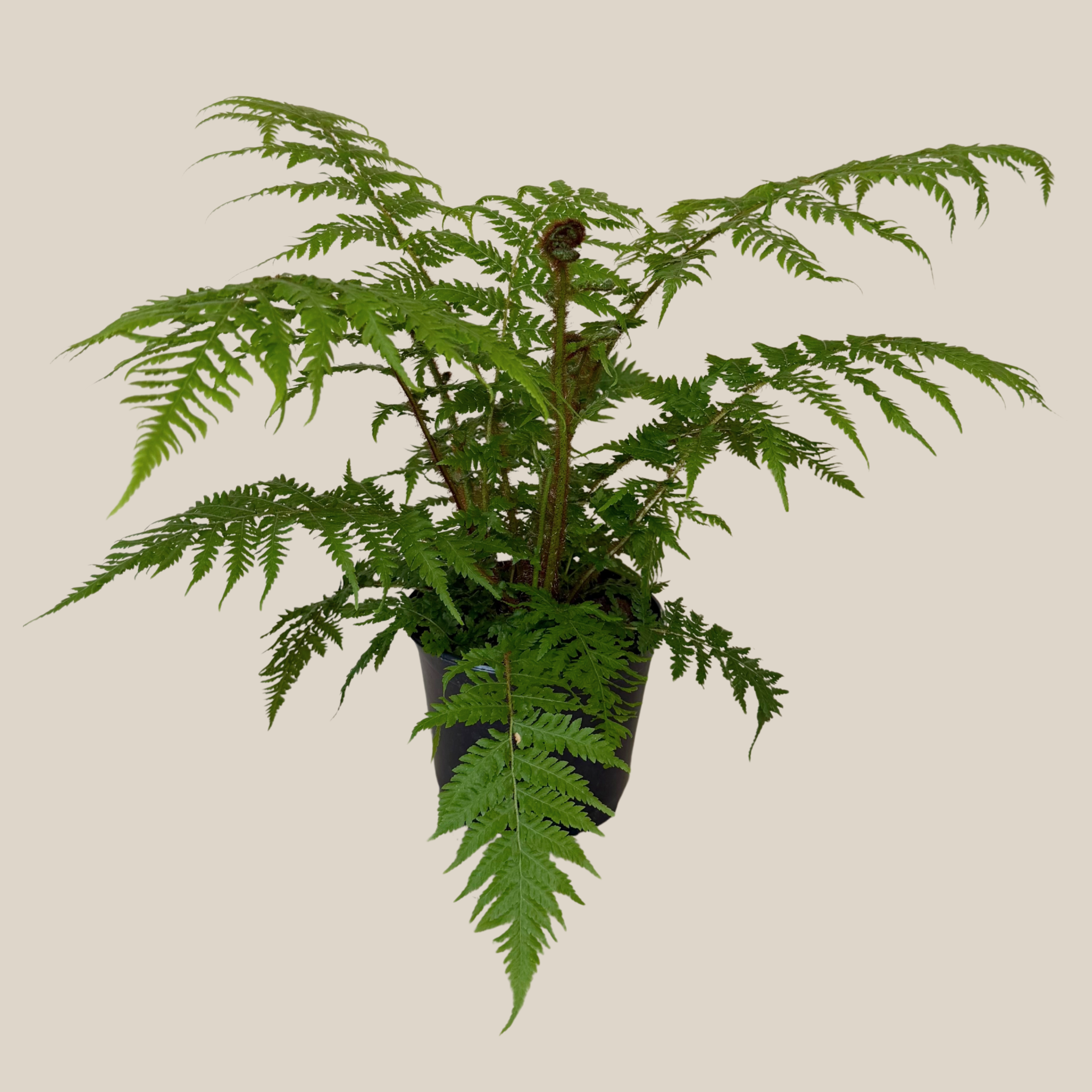 Australian Tree Fern (Cyathea Cooperi) - 6 Inch Indoor Houseplant