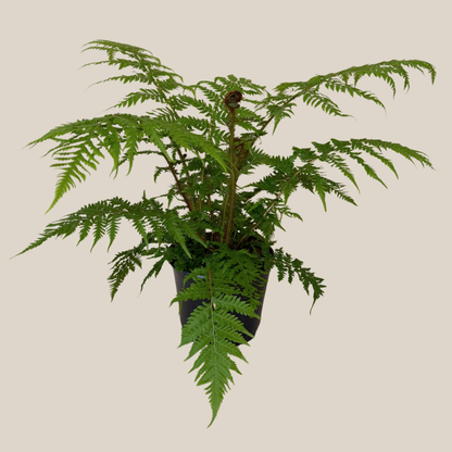 Australian Tree Fern (Cyathea Cooperi) - 6 Inch Indoor Houseplant