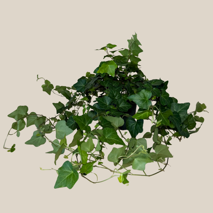 Green Ivy (Hedera Helix) - 6 Inch Indoor Houseplant