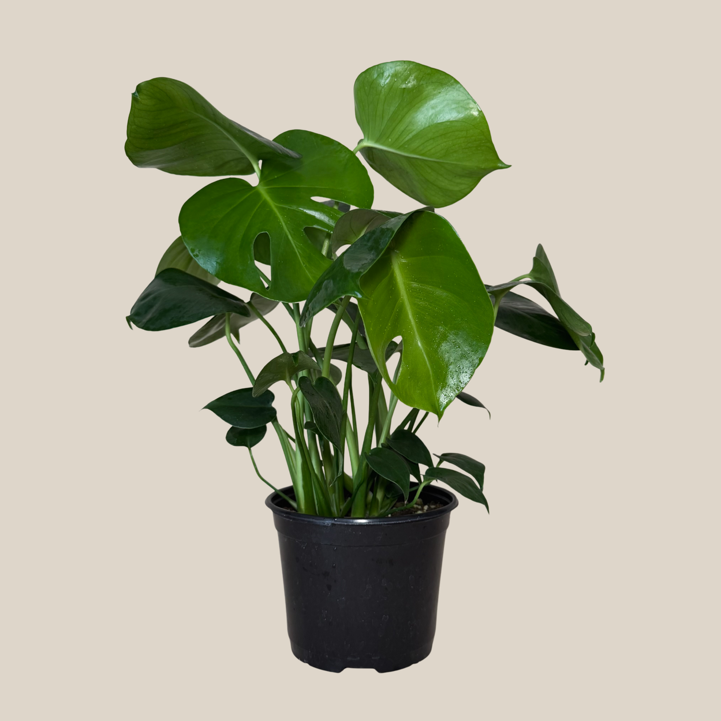 Monstera Deliciosa - 6 Inch Indoor Houseplant
