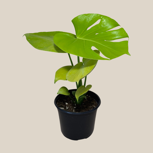 Monstera Super Golden (Monstera Deliciosa 'Aurea') - 6 Inch Indoor Houseplant