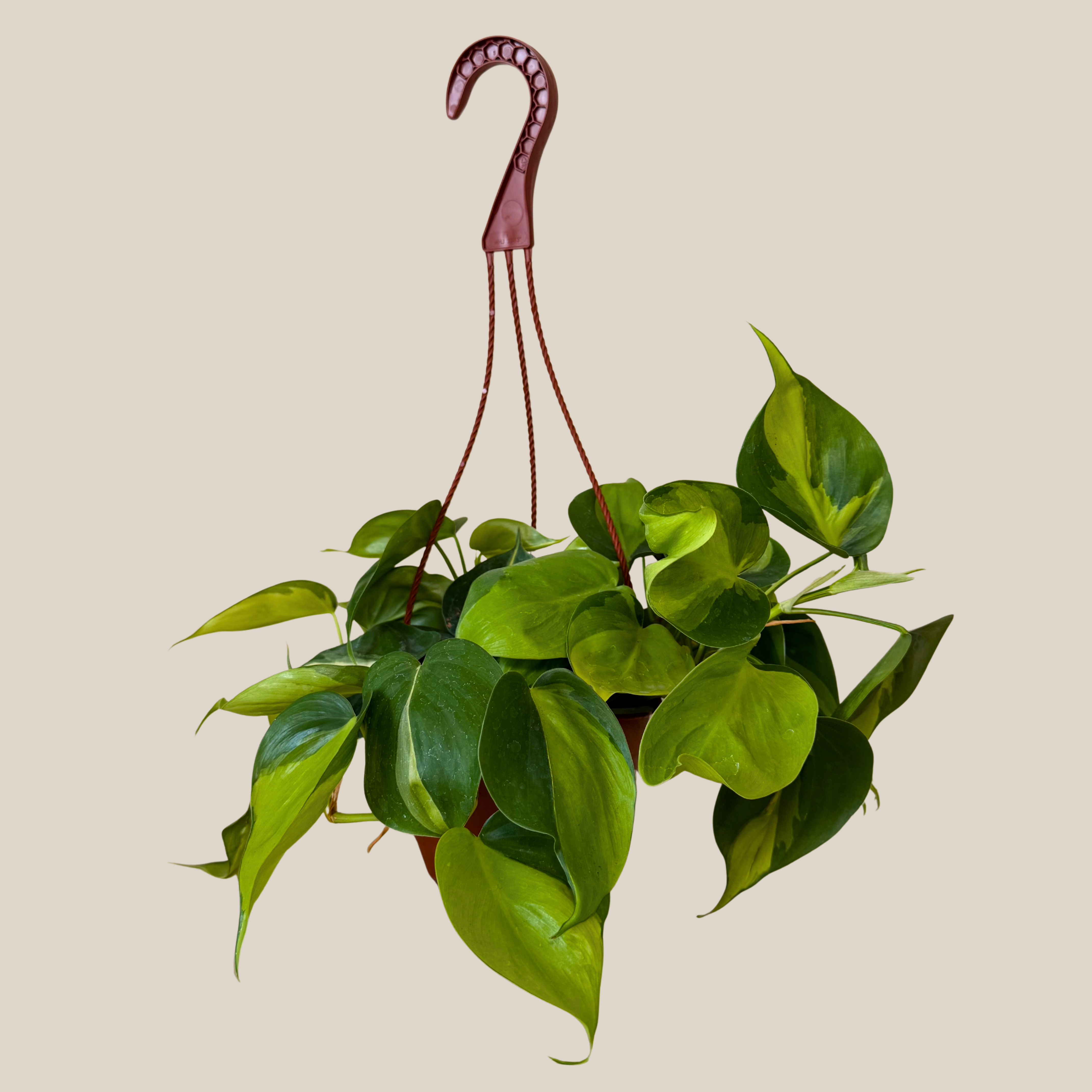 Philodendron Brasil Hanging Basket (Philodendron Hederaceum 'Brasil') - 6 Inch Indoor Houseplant