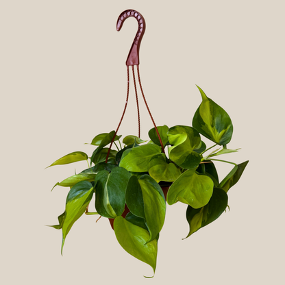 Philodendron Brasil Hanging Basket (Philodendron Hederaceum 'Brasil') - 6 Inch Indoor Houseplant