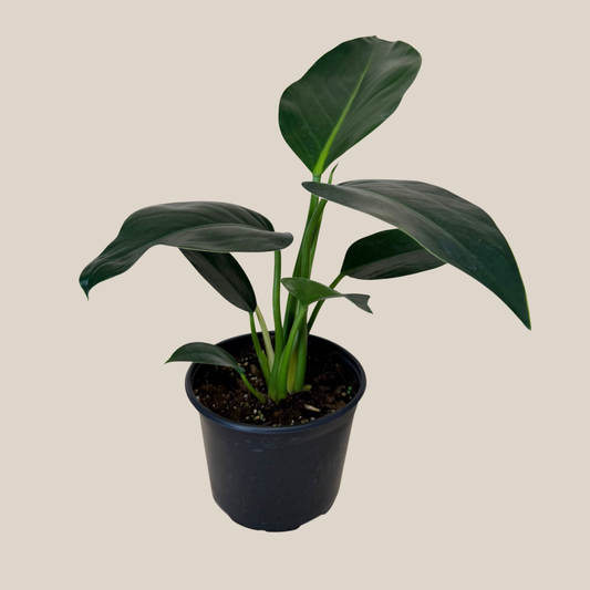 Philodendron Green Congo (Philodendron Tatei 'Congo) - 6 Inch Indoor Houseplant