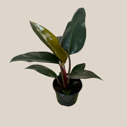 Philodendron Rojo Congo (Philodendron Tatei 'Congo Rojo) - 6 Inch Indoor Houseplant
