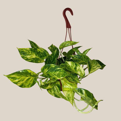 Pothos Hawaiian Hanging Basket (Epipremnum Aureum 'Hawaiian') - 6 Inch Indoor Houseplant