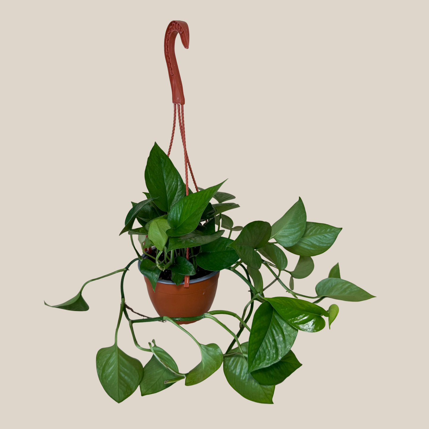 Pothos Jade Hanging Basket (Epipremnum Aureum 'Jade') - 6 Inch Indoor Houseplant