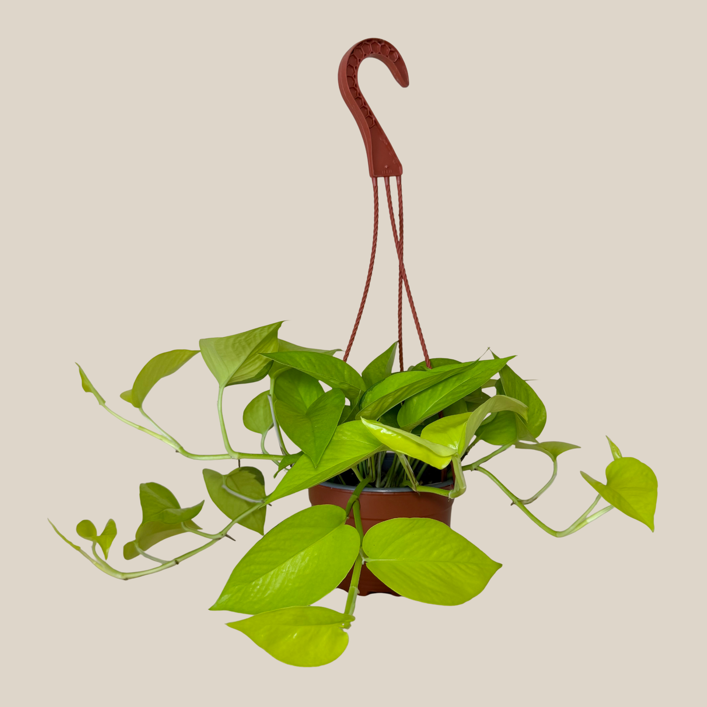 Pothos Neon Hanging Basket (Epipremnum Aureum 'Neon') - 6 Inch Indoor Houseplant