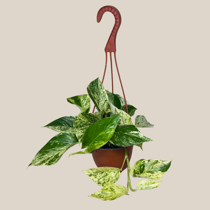 Pothos Marble Queen Hanging Basket (Epipremnum Aureum 'Marble Queen') - 6 Inch Indoor Houseplant