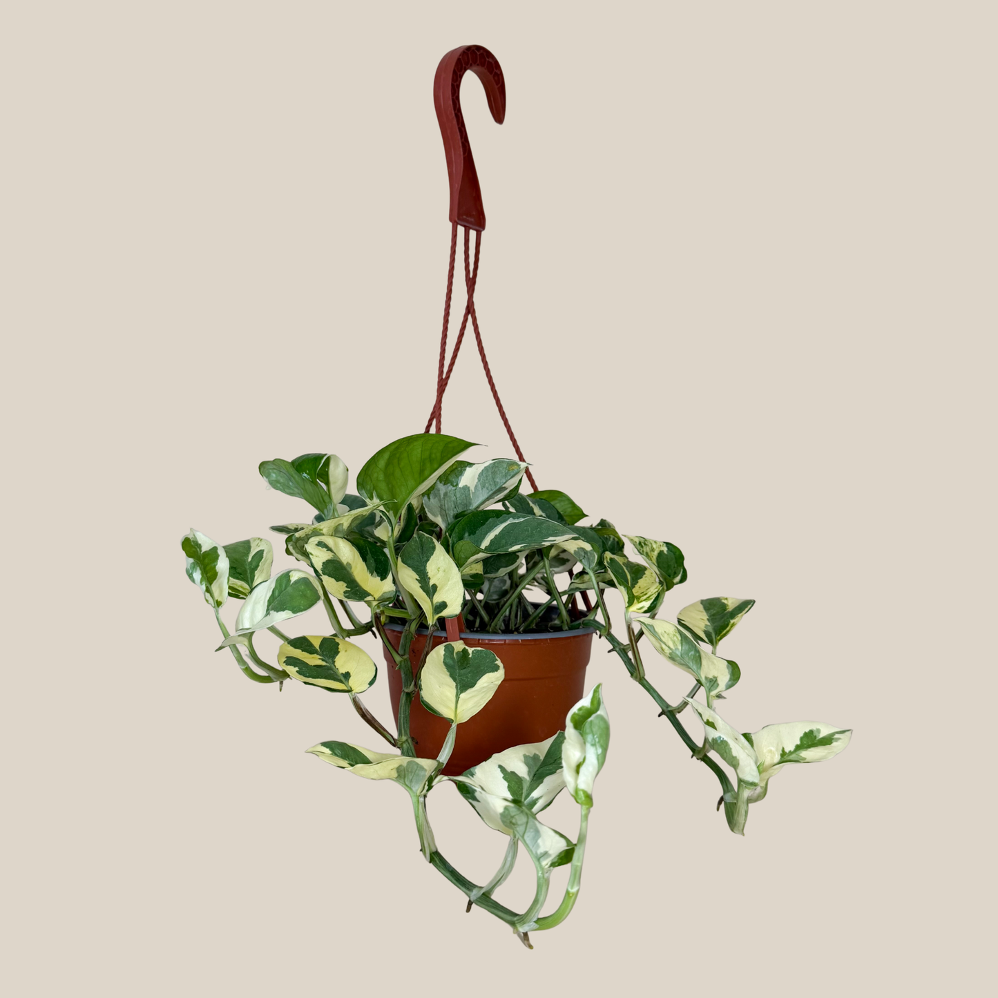 Pothos N'Joy Hanging Basket (Epipremnum Aureum 'N'Joy') - 6 Inch Indoor Houseplant
