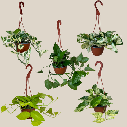 Mystery Pothos 2 Pack - 6 Inch Indoor Houseplants