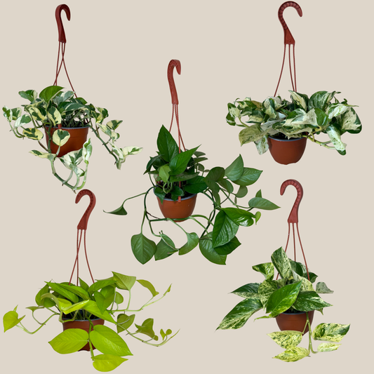Mystery Pothos 2 Pack - 6 Inch Indoor Houseplants