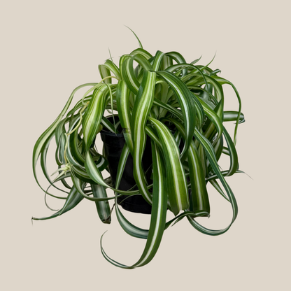 Spider Curly (Chlorophytum Comosum 'Bonnie') - 6 Inch Indoor Houseplant
