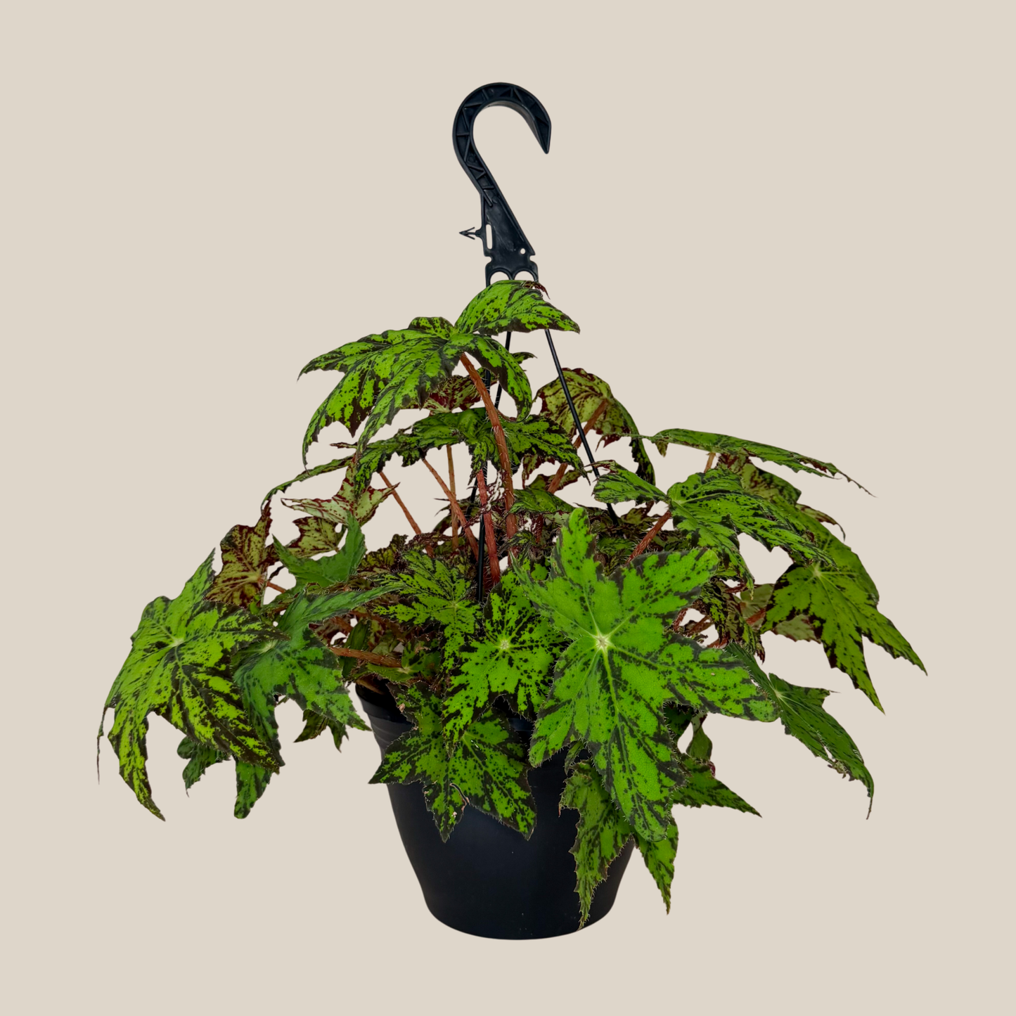Begonia Geometry Hanging Basket (Begonia Rex-Cultorum 'Geometry') - 8 Inch Indoor Houseplant