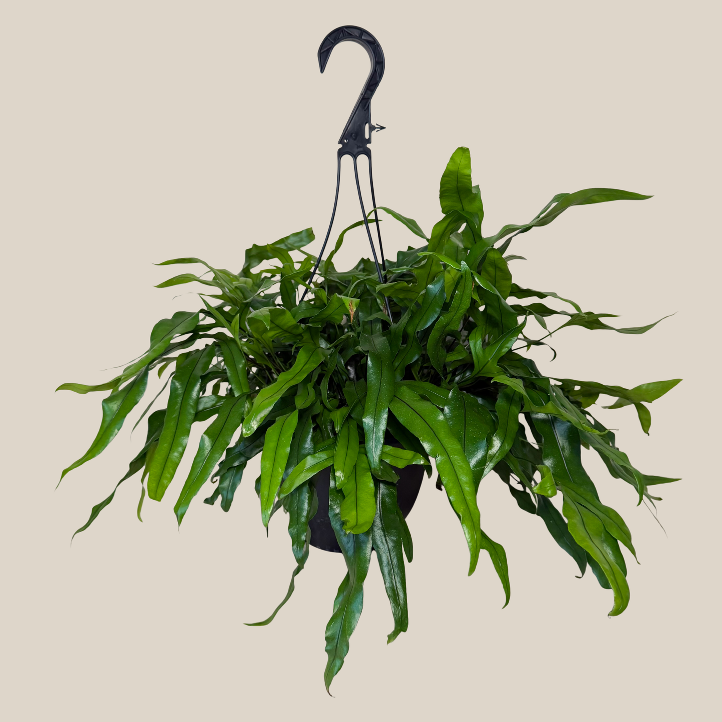 Kangaroo Paw Footed Fern Hanging Basket (Microsorum Diversifolium) - 8 Inch Indoor Houseplant