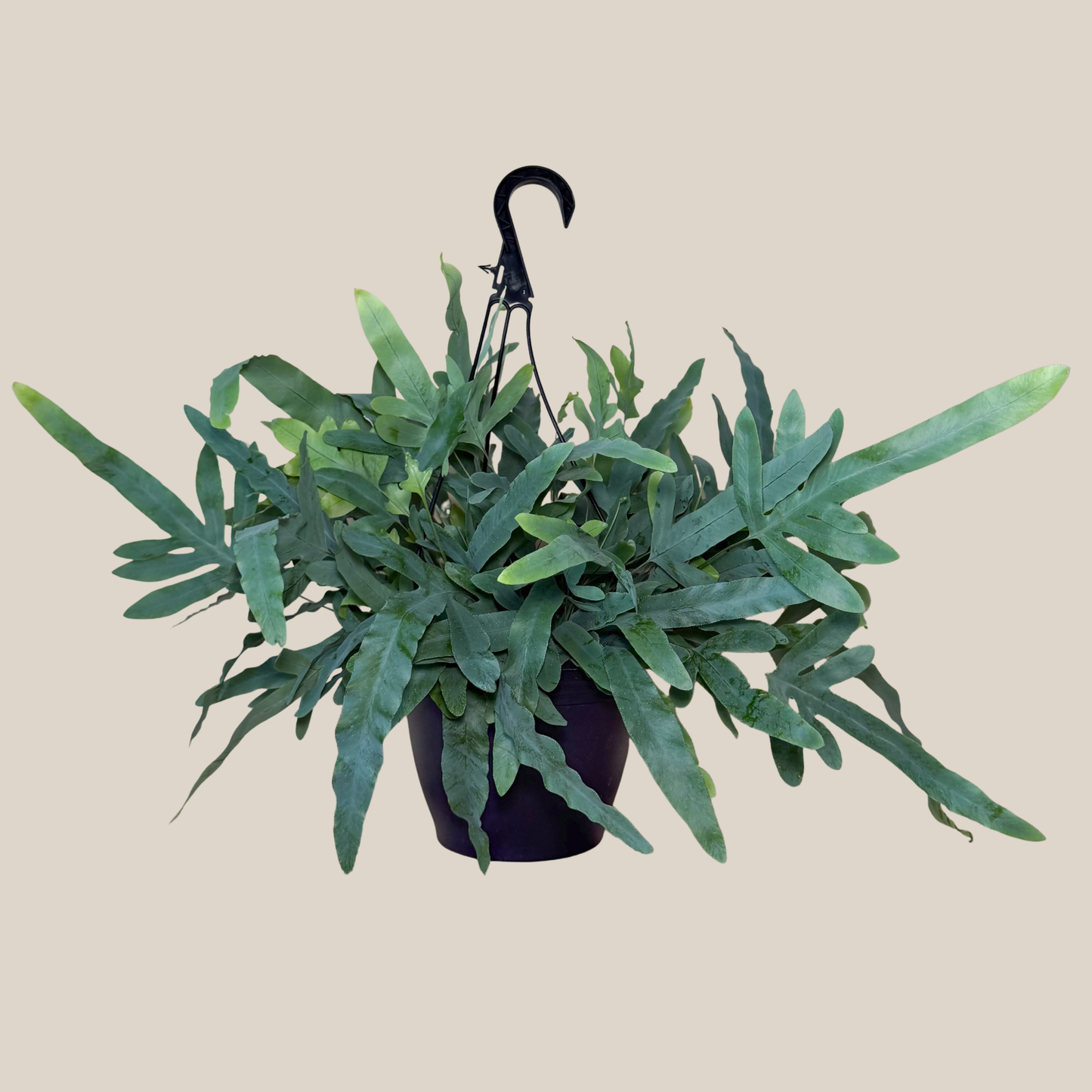 Blue Star Footed Fern Hanging Basket (Phlebodium Aureum) - 8 Inch Indoor Houseplant
