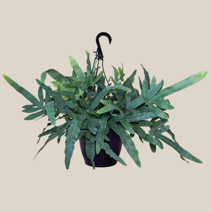 Blue Star Footed Fern Hanging Basket (Phlebodium Aureum) - 8 Inch Indoor Houseplant