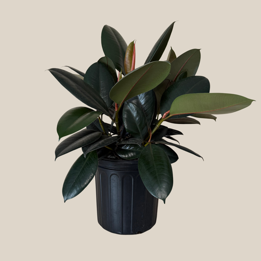 Burgundy Rubber Plant (Ficus Elastica 'Burgundy') - 8 Inch Indoor Houseplant