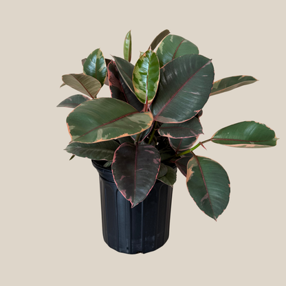 Ruby Rubber Tree (Ficus Elastica�'Ruby') - 8 Inch Indoor Houseplant