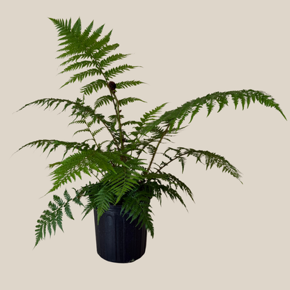 Australian Tree Fern (Cyathea Cooperi) - 8 Inch Indoor Houseplant