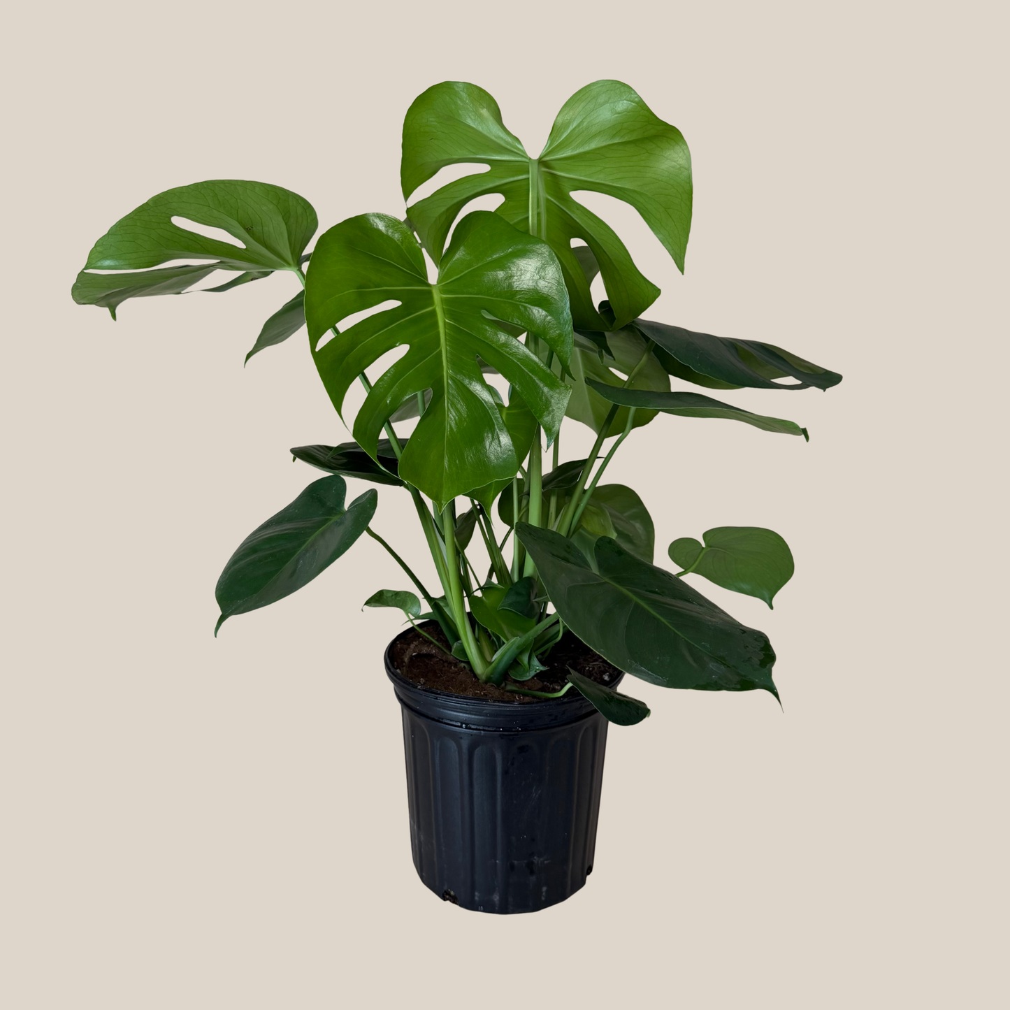 Monstera Deliciosa - 8 Inch Indoor Houseplant