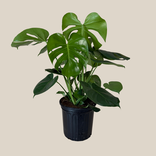 Monstera Deliciosa - 8 Inch Indoor Houseplant