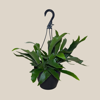 Staghorn Netherlands Fern Hanging Basket (Platycerium Bifurcatum 'Netherlands') - 8 Inch Indoor Houseplant