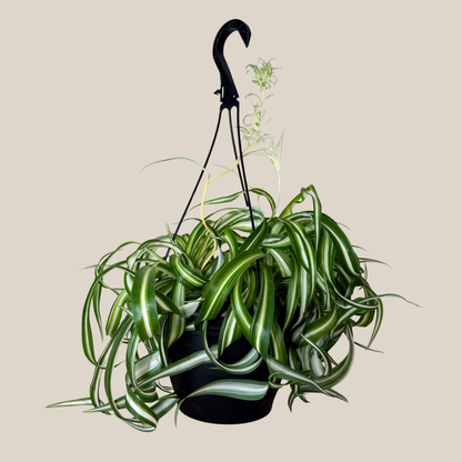 Spider Curly Hanging Basket (Chlorophytum Comosum 'Bonnie') - 8 Inch Indoor Houseplant