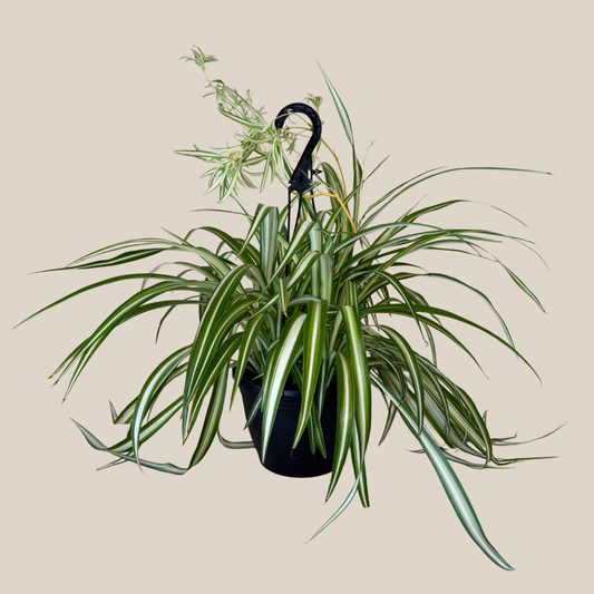 Spider Variegated Hanging Basket (Chlorophytum Comosum 'Vittatum') - 8 Inch Indoor Houseplant