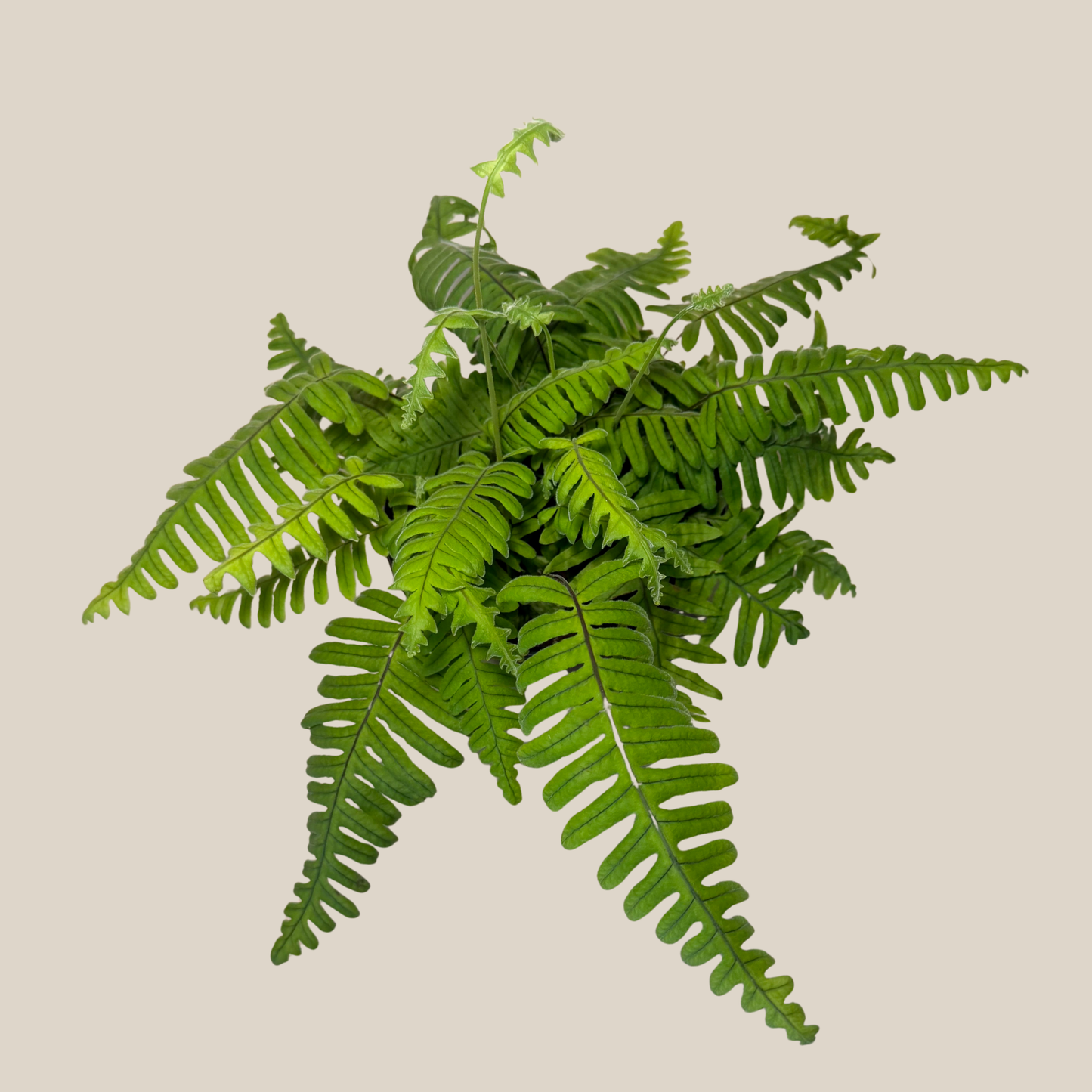 E.T. Footed Fern (Polypodium Formosanum 'Cristatum') - 6 Inch Indoor Houseplant